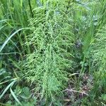 Equisetum sylvaticumLapas