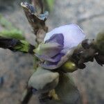 Psophocarpus scandens फूल