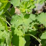 Alchemilla mollisBlad