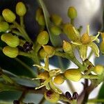 Apodytes clusiifolia Flower