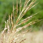 Bothriochloa bladhii Plod