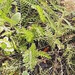 Achillea distans Hoja
