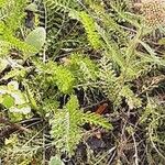 Achillea distans Levél