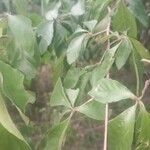 Randia armata Leaf