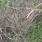 Bothriochloa ischaemum Лист