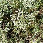 Falcaria vulgaris 花