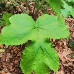 Heracleum maximum Blatt