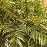 Ceratozamia mexicana برگ