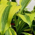 Hosta plantaginea Blatt