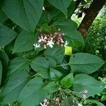 Clerodendrum trichotomum Leaf