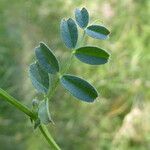 Vicia pyrenaica Leaf