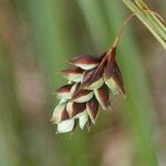 Carex magellanica Frutto