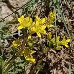 Sisymbrella aspera Blomma