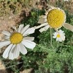 Tanacetum cinerariifolium Květ