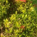 Ixora chinensis Blatt