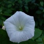 Calystegia sepium Blüte