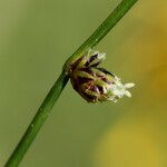 Isolepis setacea Flor