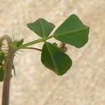 Medicago polymorpha Лист