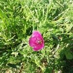 Roemeria hybrida Цветок