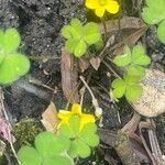 Oxalis exilis फूल