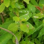 Impatiens capensis Листок