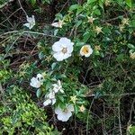 Rosa laevigata Flower