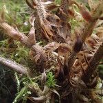 Polystichum sinense Otro