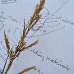 Agrostis stolonifera Flower