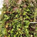 Microgramma vacciniifolia 葉