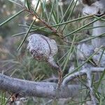 Hakea sericea 果實