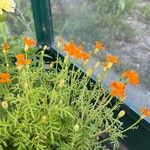 Tagetes tenuifoliaKvět