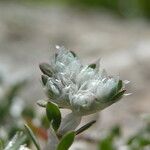 Paronychia argentea Flors