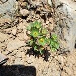 Androsace maxima Likasa