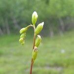 Drosera rotundifolia Blüte