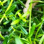 Chironia baccifera Leaf