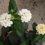 Lantana canescens 花