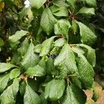 Prunus domestica Leaf