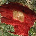 Parinari excelsa Casca