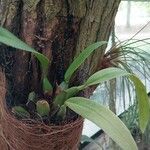 Maxillaria rufescens Leaf