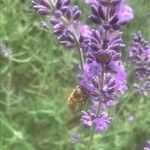 Lavandula angustifoliaКветка