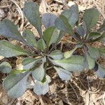 Globularia cordifolia Deilen