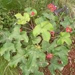 Jatropha podagrica Blad