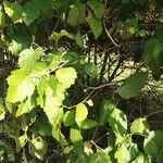 Crataegus submollisЛист