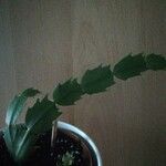 Schlumbergera buckleyi Leaf