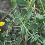 Coronilla minima برگ