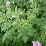 Geranium endressii Ліст