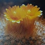 Parodia chrysacanthion