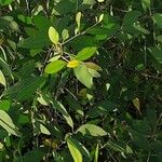 Sonneratia caseolaris Leaf