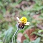 Tridax procumbens Λουλούδι