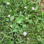 Bellis annuaBloem